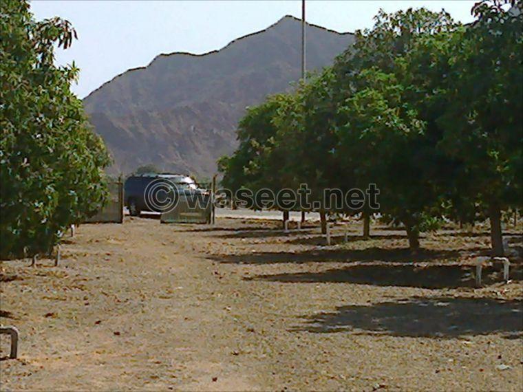 For sale a large farm in the area of Al Rahiib 0