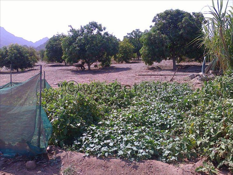 For sale a large farm in the area of Al Rahiib 3