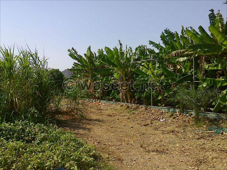 For sale a large farm in the area of Al Rahiib 1