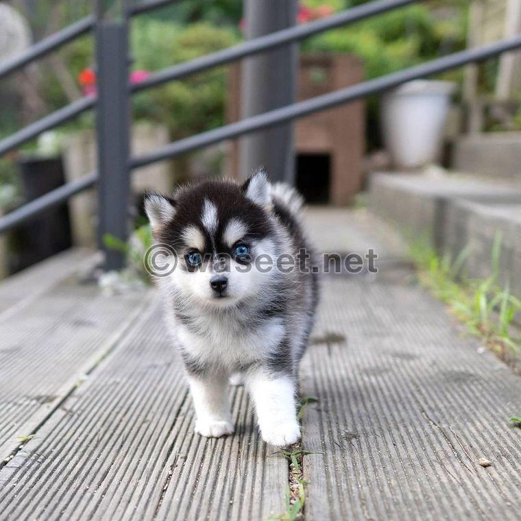 Pomsky dogs 0