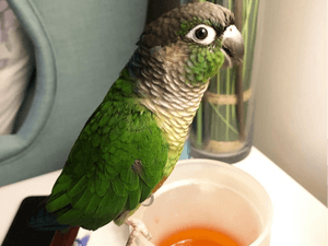 Green cheeked parakeet Parrots For Sale