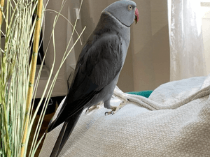 Indian Ring Neck Parrots For Sale