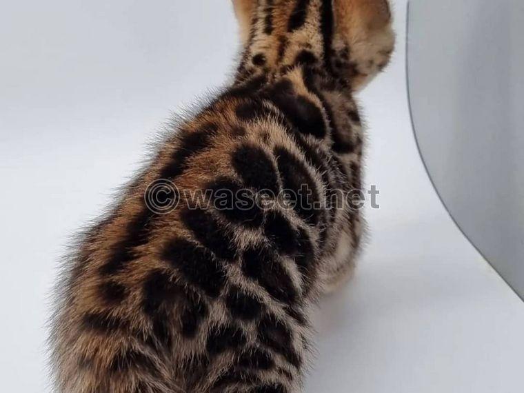 Awesome Bengal Kittens Available  0