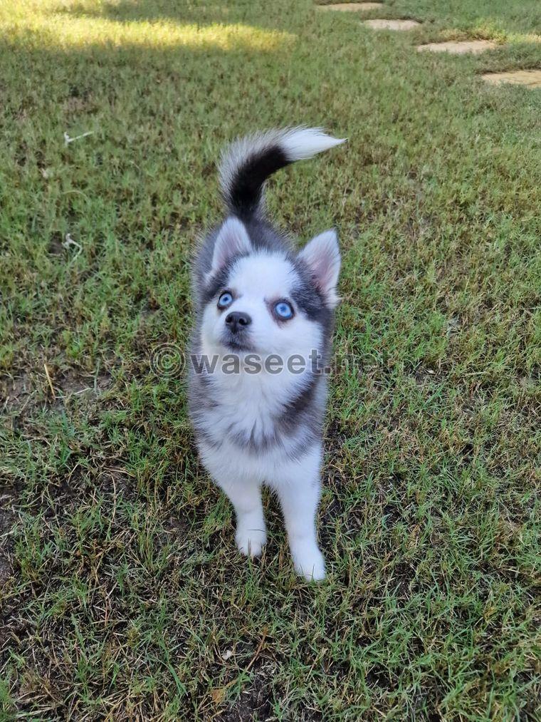 Pomsky puppy 0