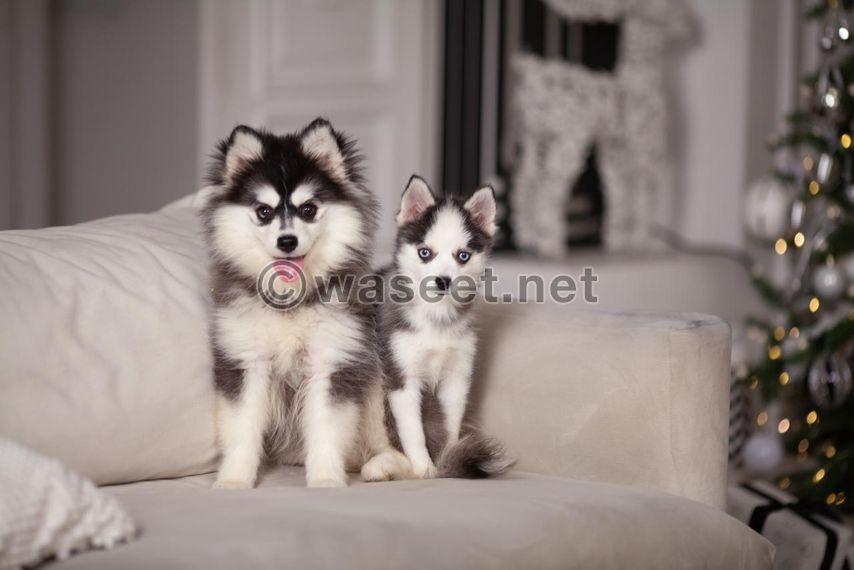 Pomsky puppy 1