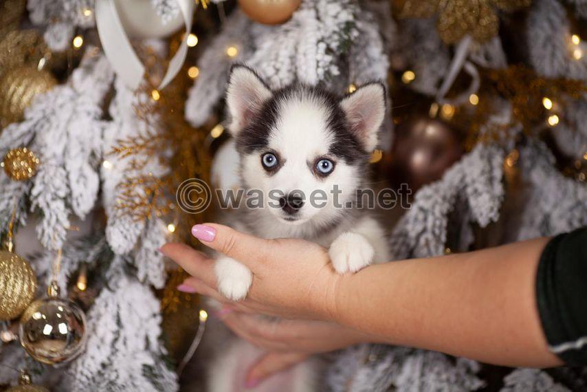 Pomsky puppy 2