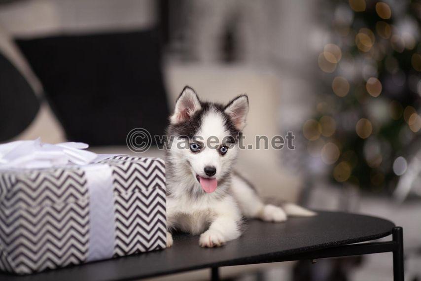 Pomsky puppy 3