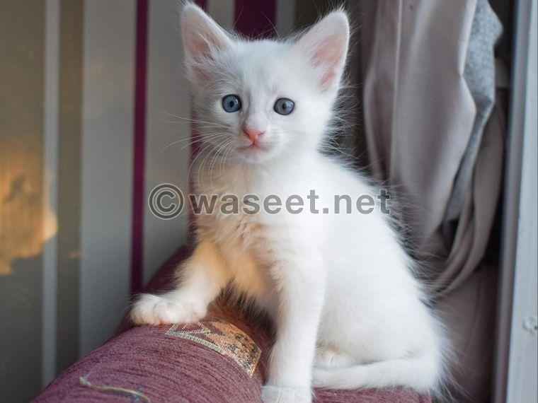 Turkish Angora Kittens for sale 0