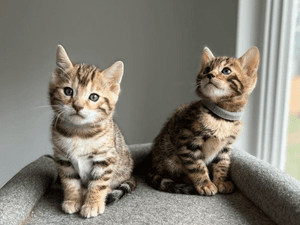 Male and Female Bengal kittens for sale