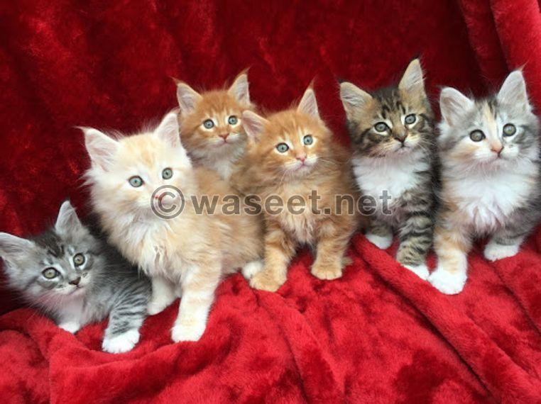 Pure Breed Maine Coon Kittens for sale 0