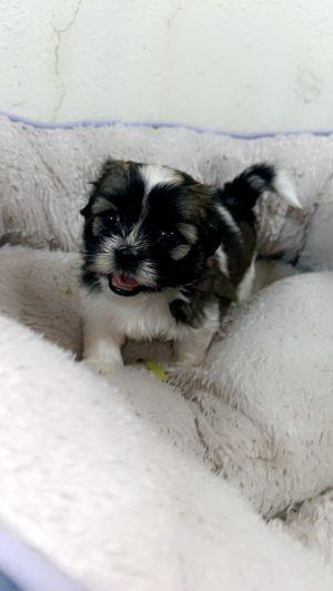 Pure Shih Tzu puppy for sale 