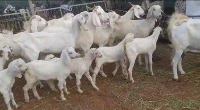 Goats and Sheeps  for sale at reasonable prices in Sharjah