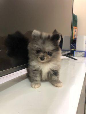 Male Pomeranian dog for sale 