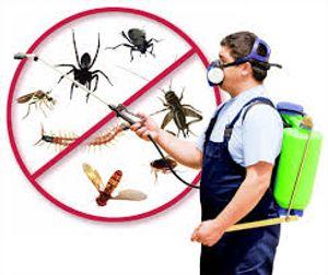 Pest Control Company in Umm Al Quwain