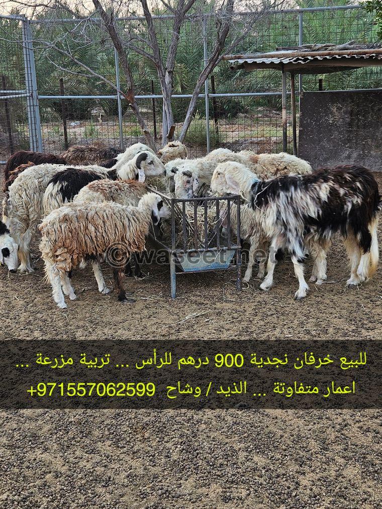 Sheep for sale  0