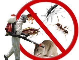 Pest control company in Dubai 