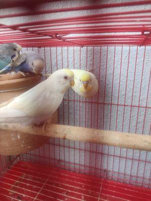 Budgies Pairs available 