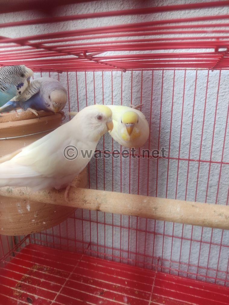 Budgies Pairs available  0