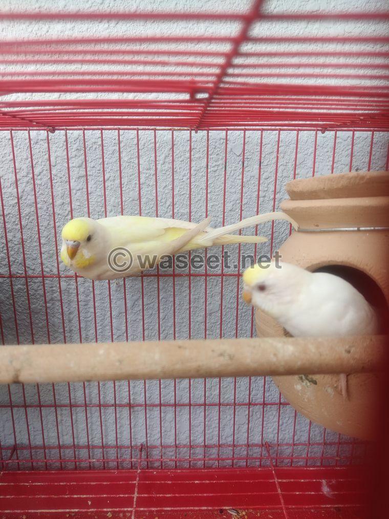 Budgies Pairs available  1