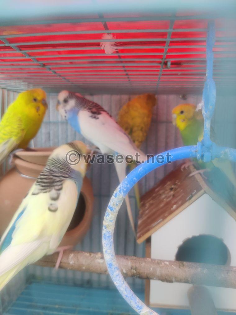 Budgies Pairs available  2