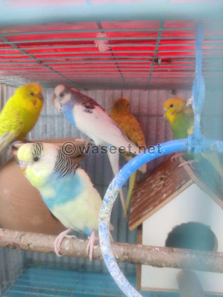 Budgies Pairs available  3