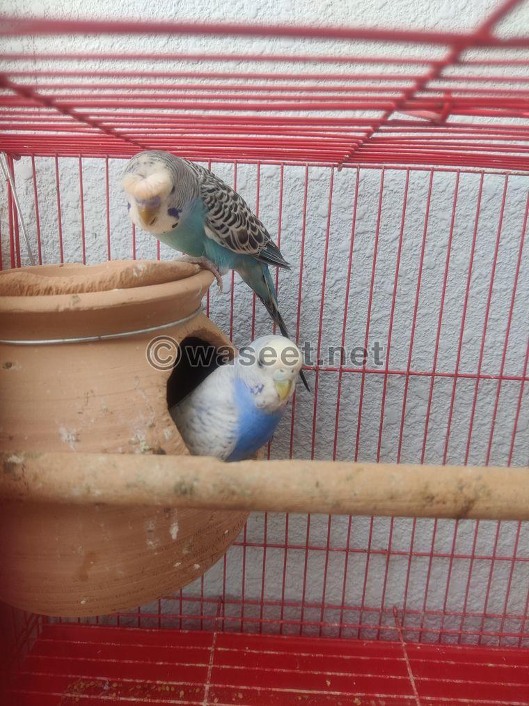 Budgies Pairs available  5