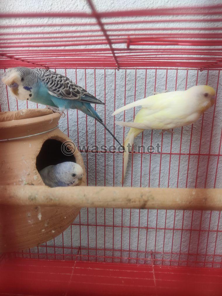 Budgies Pairs available  6