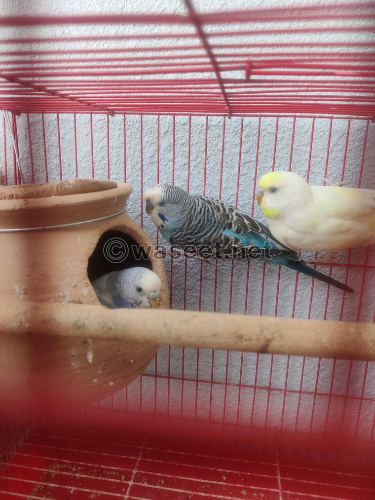 Budgies Pairs available  7