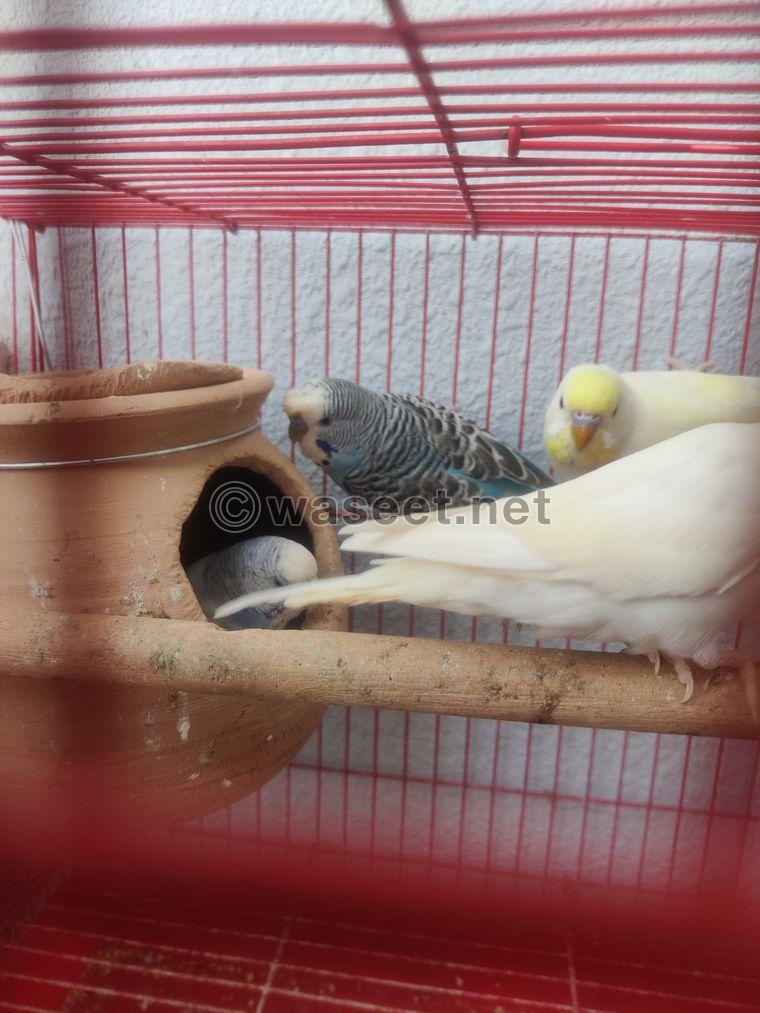 Budgies Pairs available  8