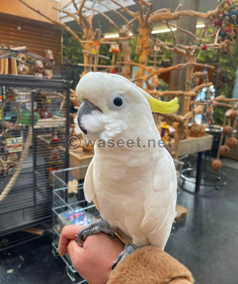 Cockatoo sweet bird is available  0