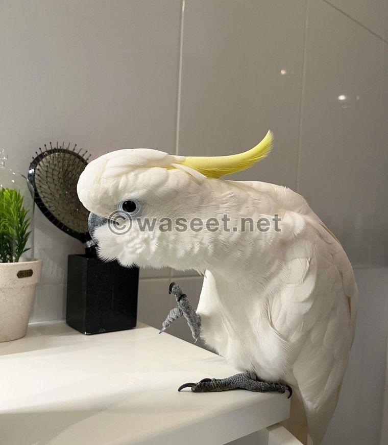 Cockatoo sweet bird is available  2