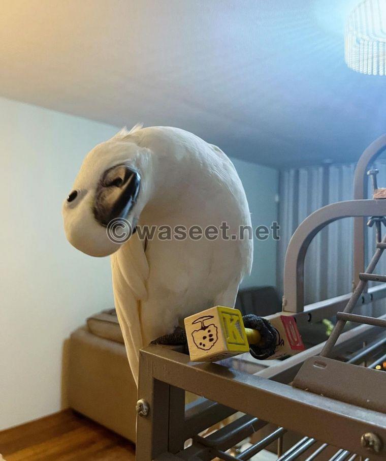 Cockatoo sweet bird is available  3