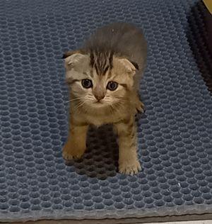 Scottish fold kittens with fees 