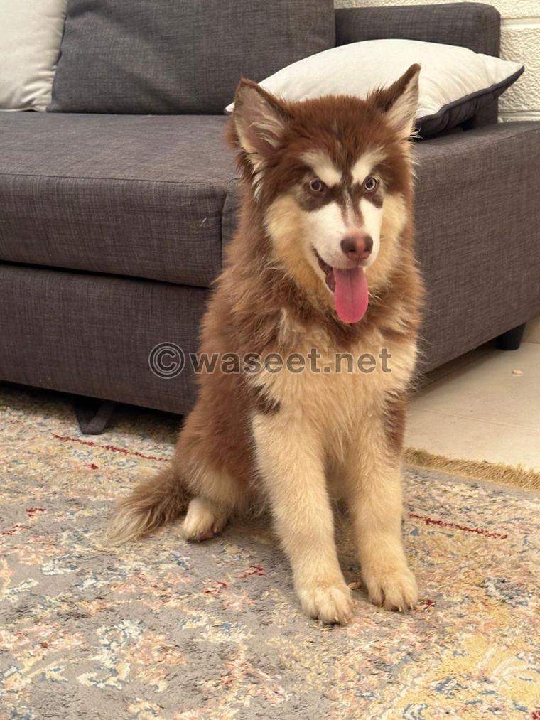 Husky Malimut female 5 months  0