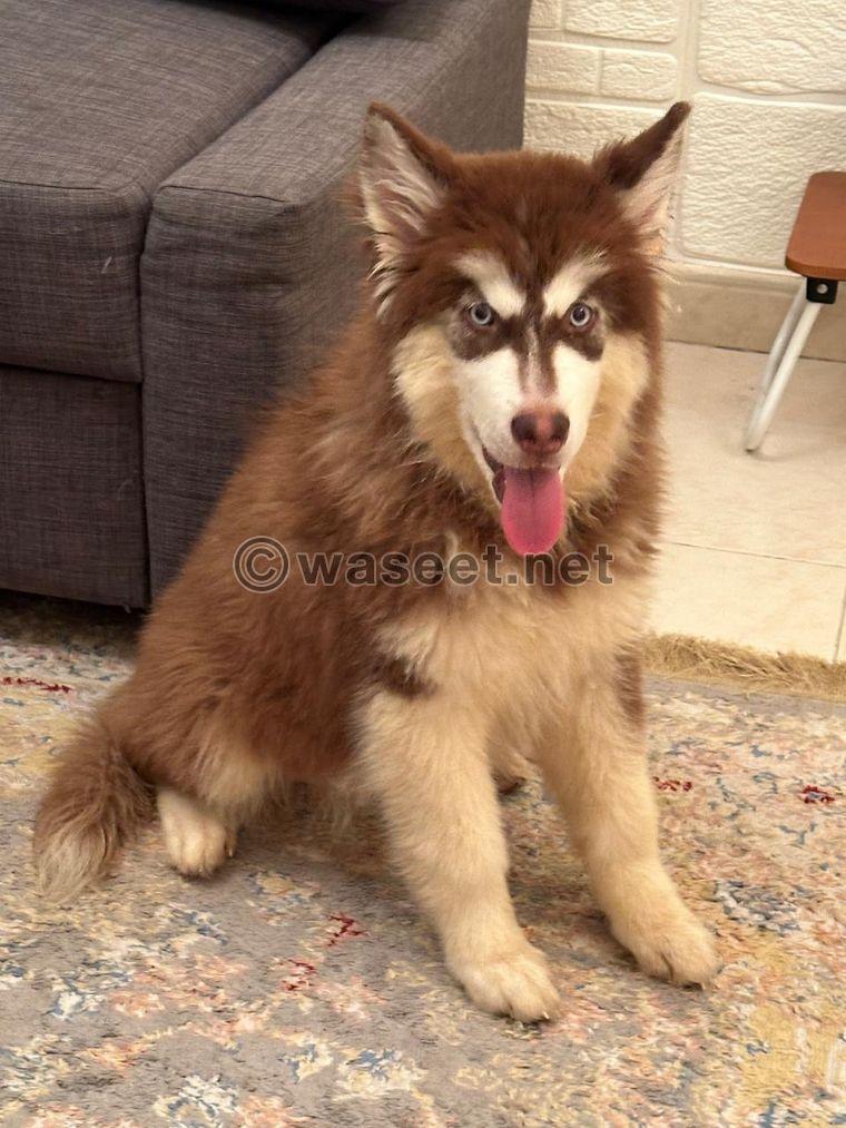 Husky Malimut female 5 months  2