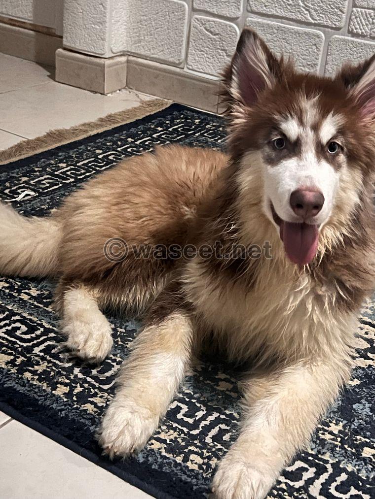 Husky Malimut female 5 months  4