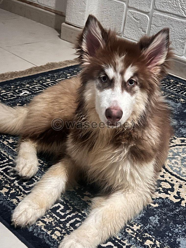 Husky Malimut female 5 months  10