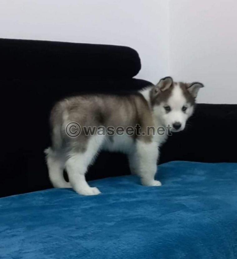 Siberian husky puppy 0