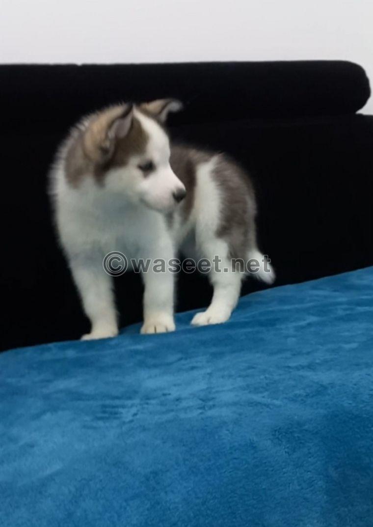 Siberian husky puppy 1