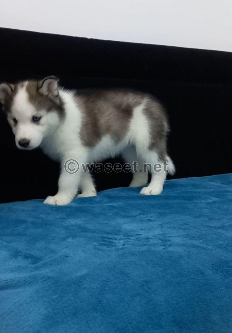 Siberian husky puppy 2