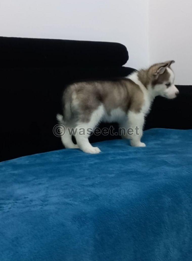 Siberian husky puppy 3