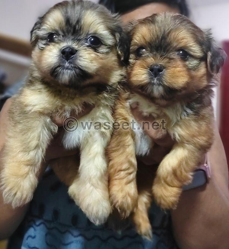 Shihtzu puppy tri color 0