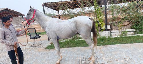 Stallion for sale urgently 