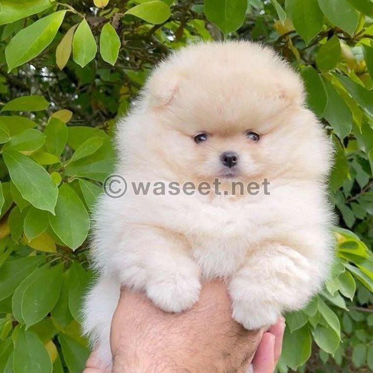 Teacup Pomeranian for adoption  0