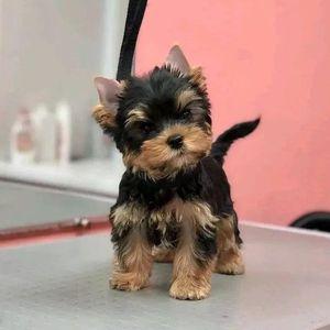 Adorable Yorkie Puppies for Sale