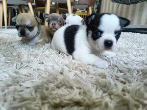 Chichchua babies available 