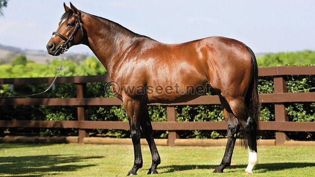 Thoroughbred Horses for sale 0