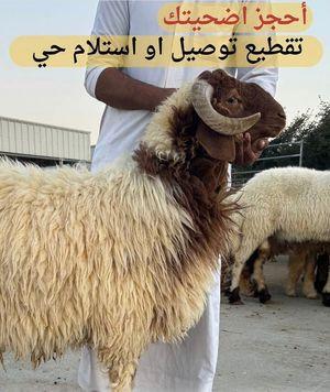 goat Eid, the sheep of Eid sacrifice