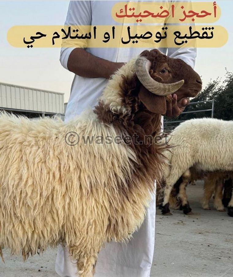 goat Eid, the sheep of Eid sacrifice 0