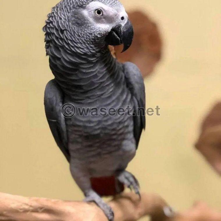 African gray parrot 1